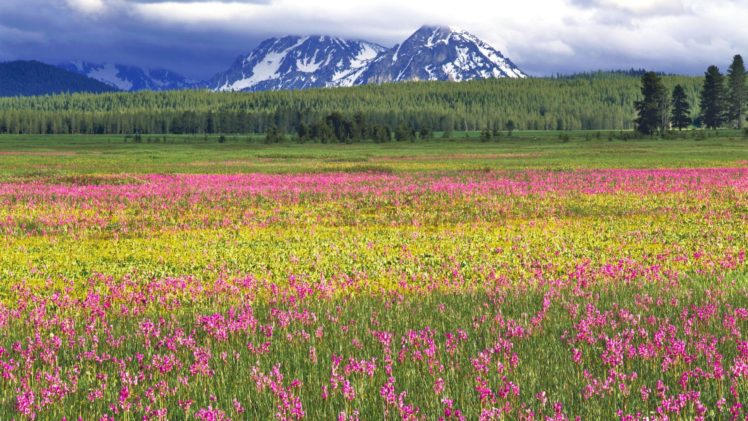 nature, Idaho, National, Shooting, Star HD Wallpaper Desktop Background