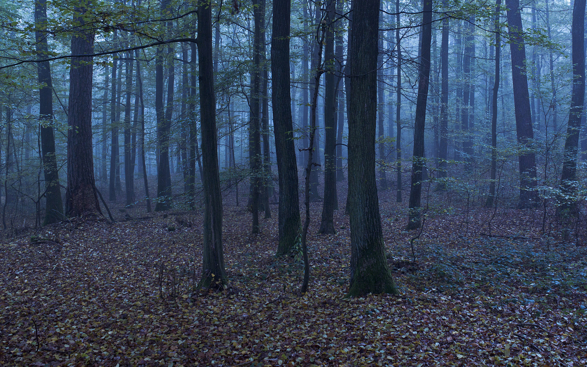 nature, Landscapes, Trees, Forests, Leaves, Autumn, Fall, Seasons, Branch, Plants, Twigs Wallpaper