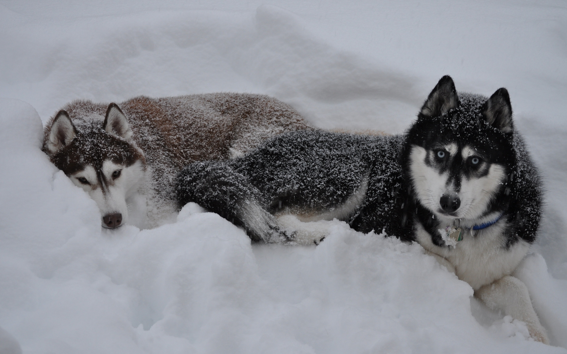 husky, Animals, Dogs, Canines, Fur, Face, Eyes, Stare, Look, Cold, Freezing, Winter, Snow, Seasons Wallpaper