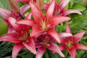 red, Lilies