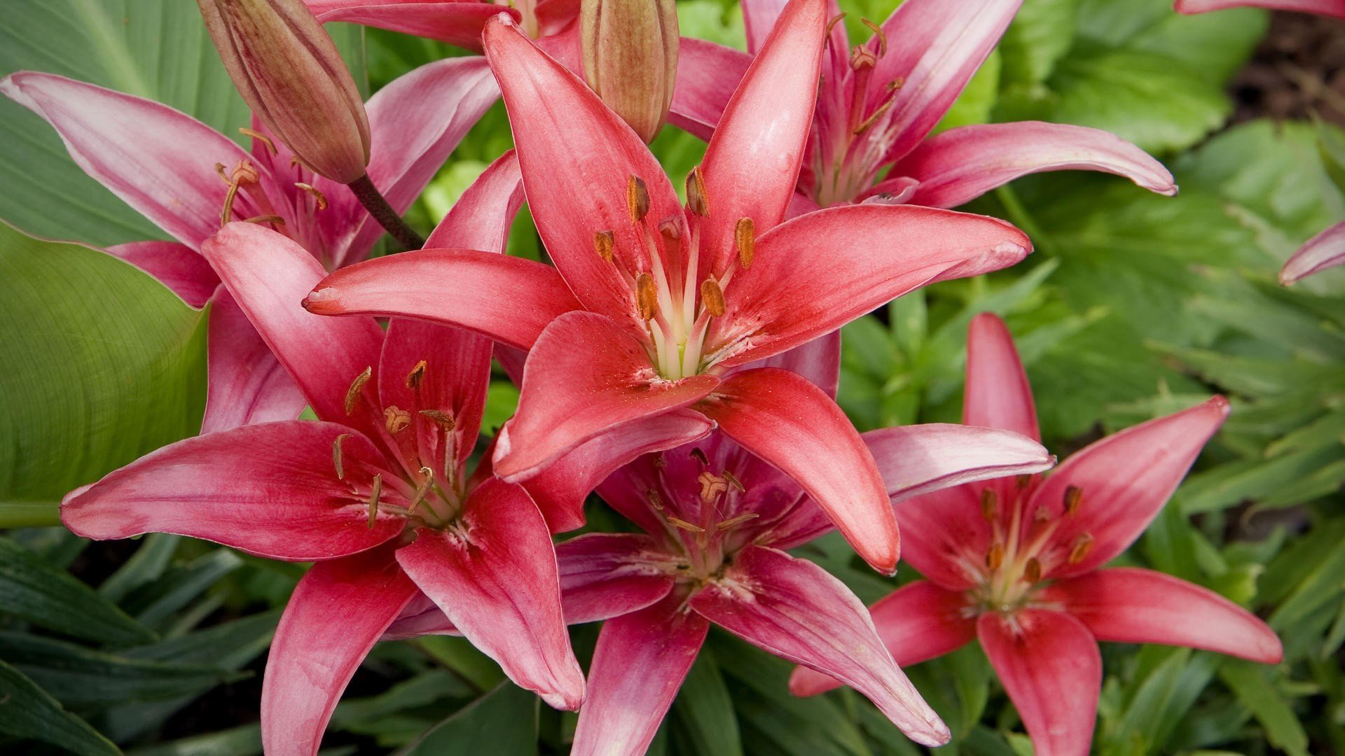 red, Lilies Wallpaper