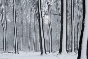 snow, Forests, The, Netherlands