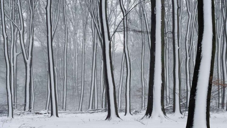 snow, Forests, The, Netherlands HD Wallpaper Desktop Background