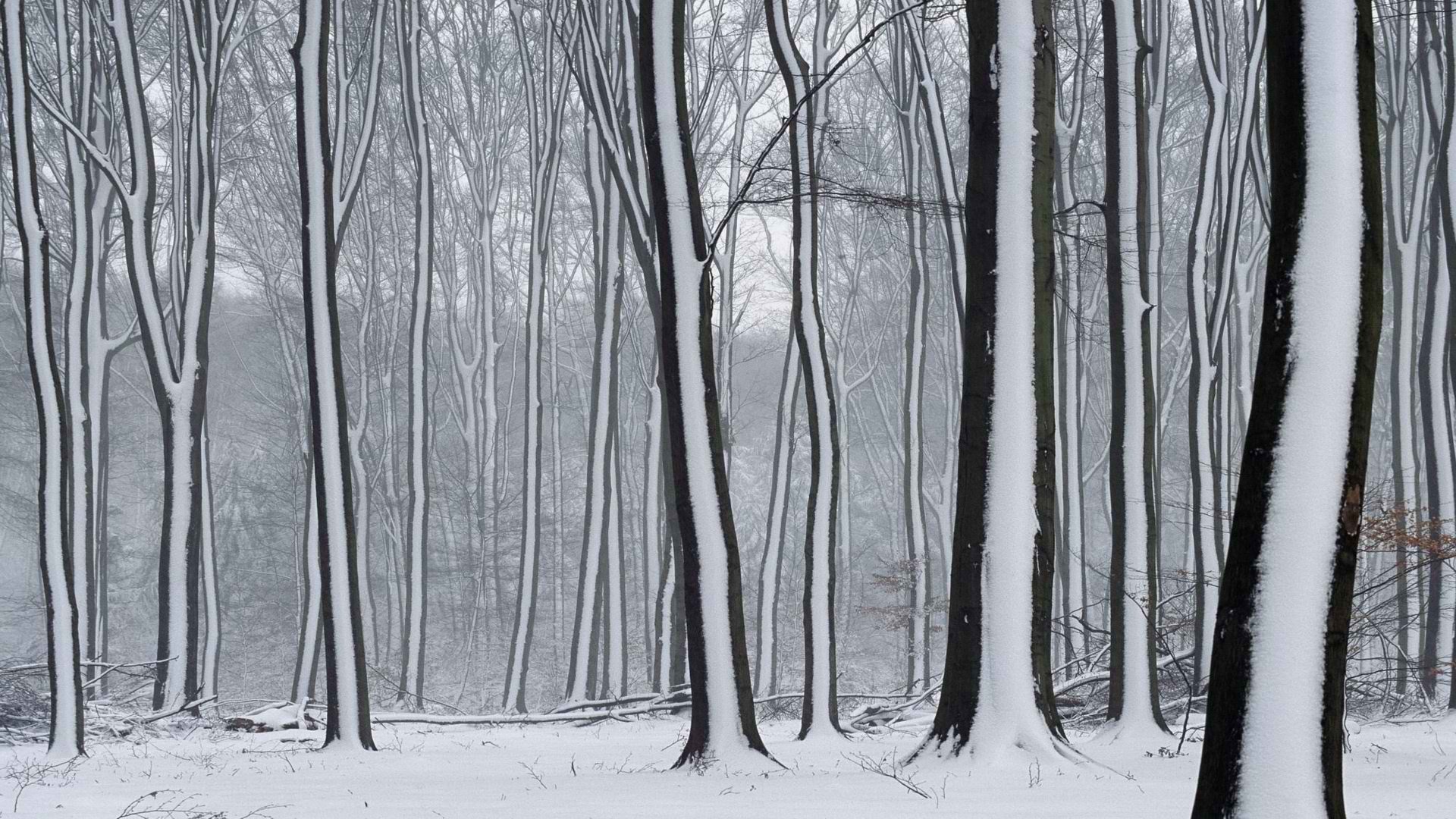 snow, Forests, The, Netherlands Wallpaper
