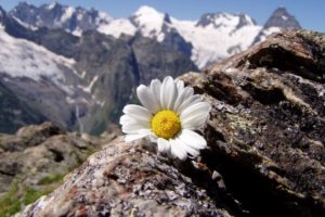 mountains, Landscapes, Flowers, Daisy
