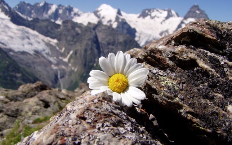 mountains, Landscapes, Flowers, Daisy HD Wallpaper Desktop Background