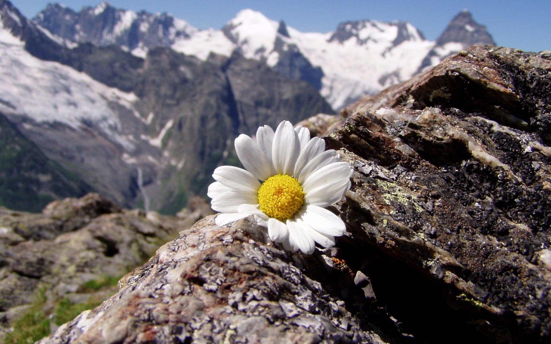 mountains, Landscapes, Flowers, Daisy Wallpaper