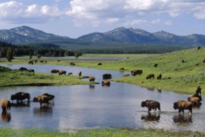 american, Wyoming, Yellowstone, National, Park, Bison
