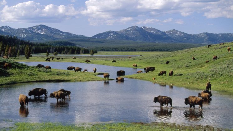 american, Wyoming, Yellowstone, National, Park, Bison HD Wallpaper Desktop Background