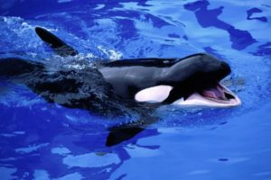 animals, Killer, Whales, Pool, Smile, Expression, Contrast, Black, White, Fins, Teeth, Water, Ripples, Splash, Bubbles, Sea, Life