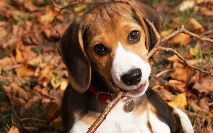beagle, Animals, Dogs, Twig, Branch, Face, Eyes, Whiskers, Cute, Autumn, Fall, Seasons, Leaves HD Wallpaper Desktop Background