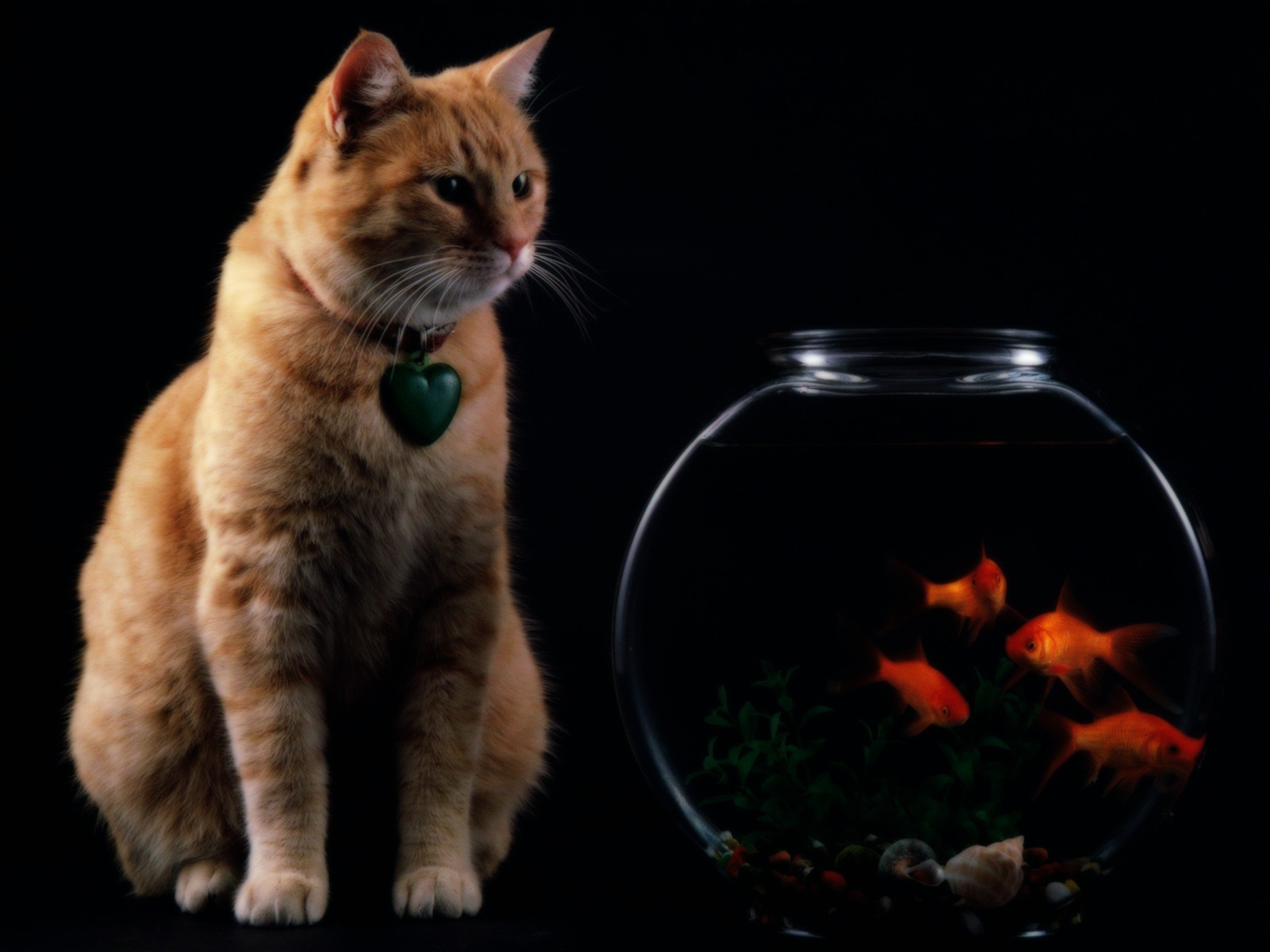 cats, Animals Wallpaper