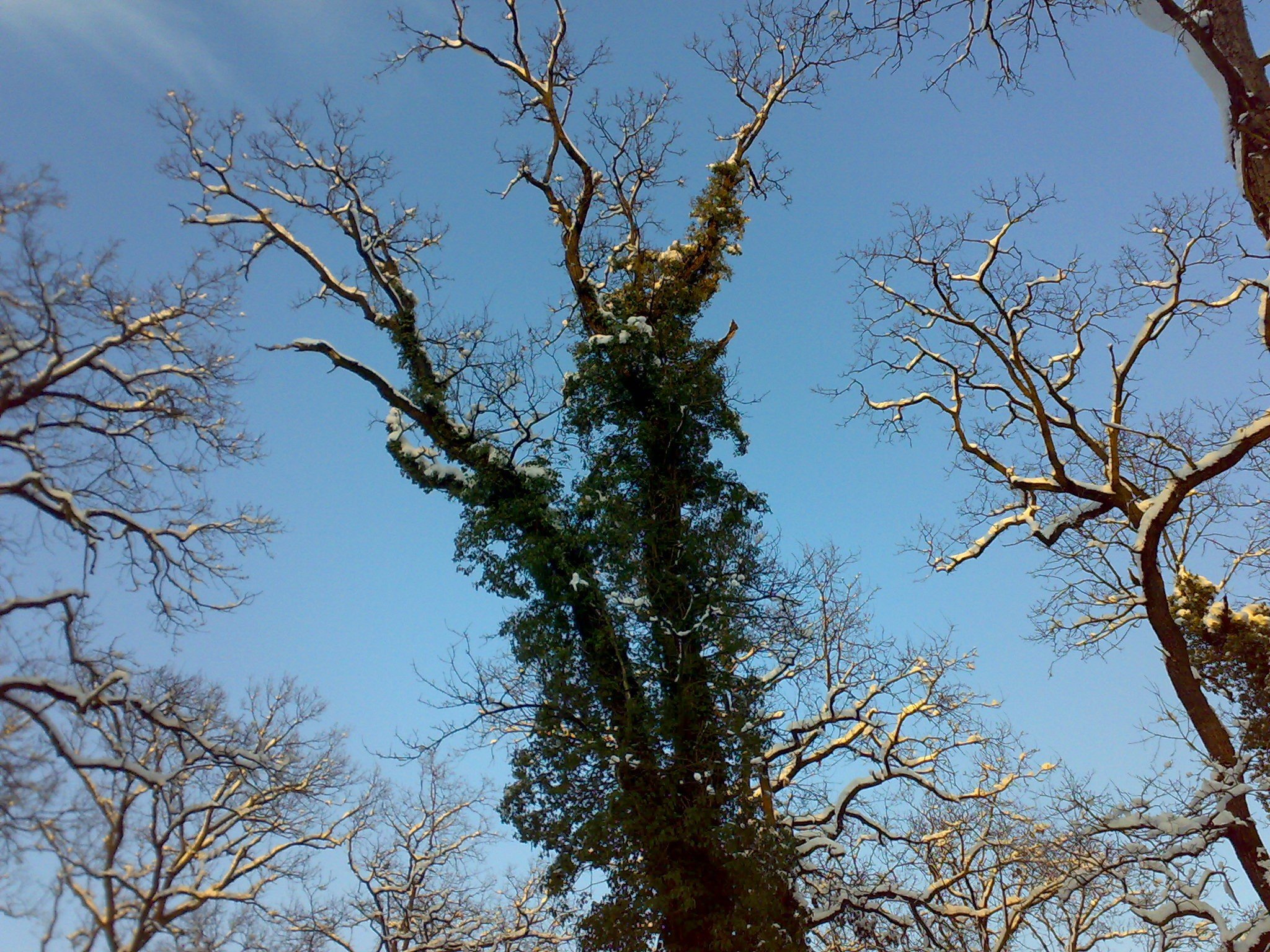 nature, Winter, Snow, Trees, Forests Wallpaper