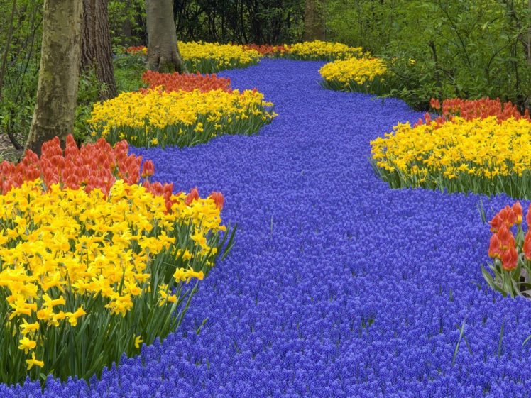 flowers, Garden, Netherlands HD Wallpaper Desktop Background