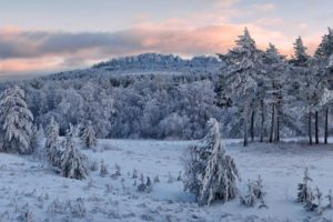 landscapes, Nature, Snow, Trees, Pine, Trees