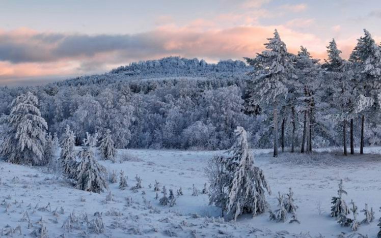 landscapes, Nature, Snow, Trees, Pine, Trees HD Wallpaper Desktop Background