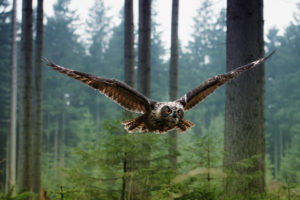owls, Animals, Birds, Wildlife, Predator, Wings, Feathers, Flight, Fly, Air, Nature, Landscapes, Trees, Forest