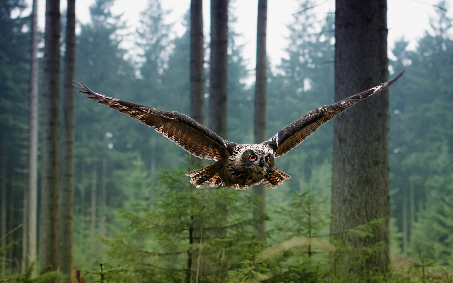owls, Animals, Birds, Wildlife, Predator, Wings, Feathers, Flight, Fly, Air, Nature, Landscapes, Trees, Forest Wallpaper