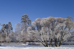 landscapes, Nature, Winter, Snow, Trees, Branches, Sky