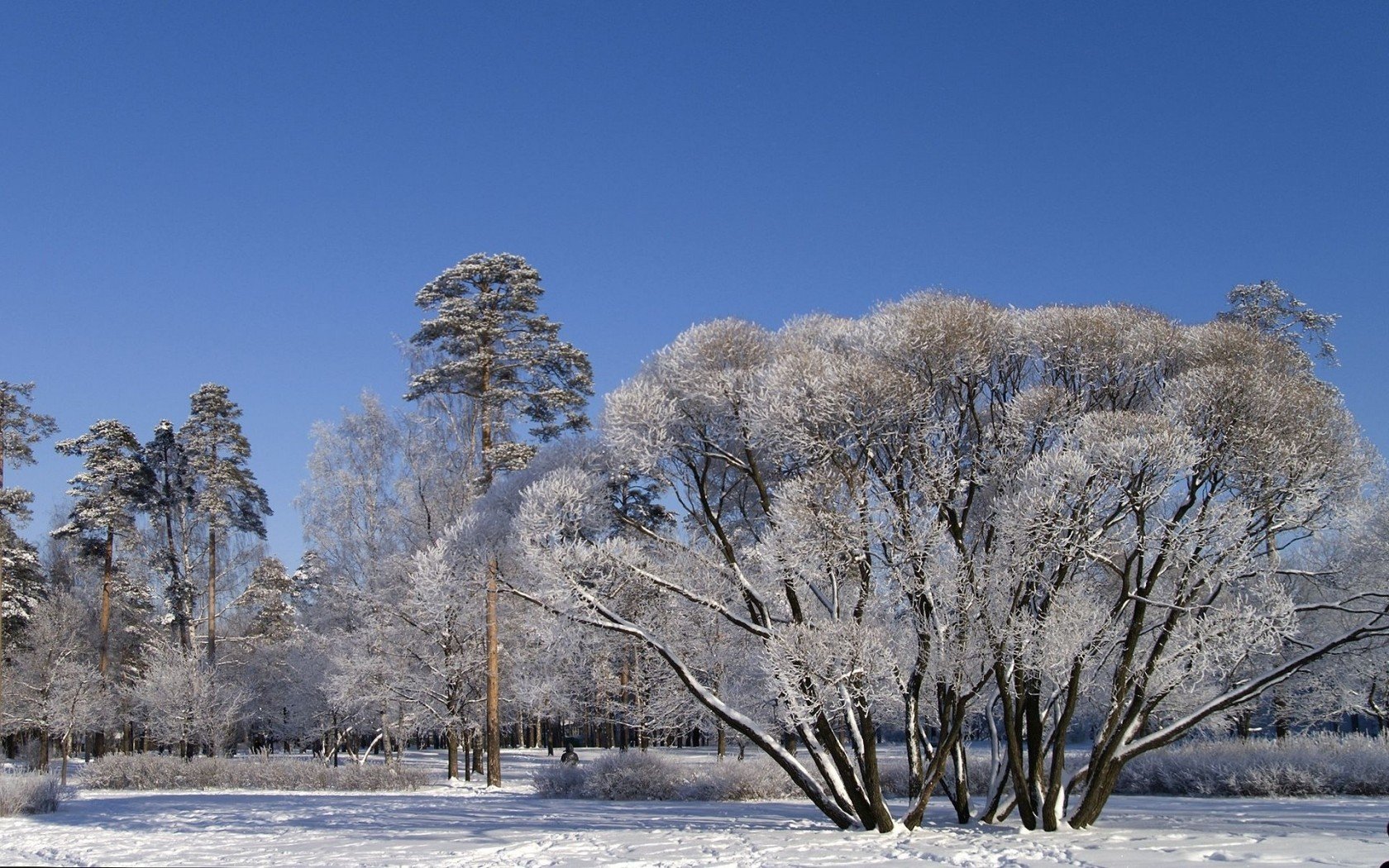 landscapes, Nature, Winter, Snow, Trees, Branches, Sky Wallpaper