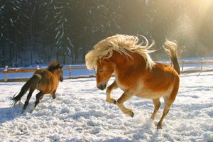 snow, Horses