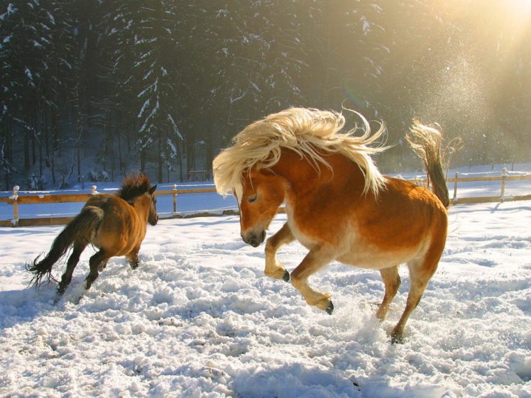 snow, Horses HD Wallpaper Desktop Background