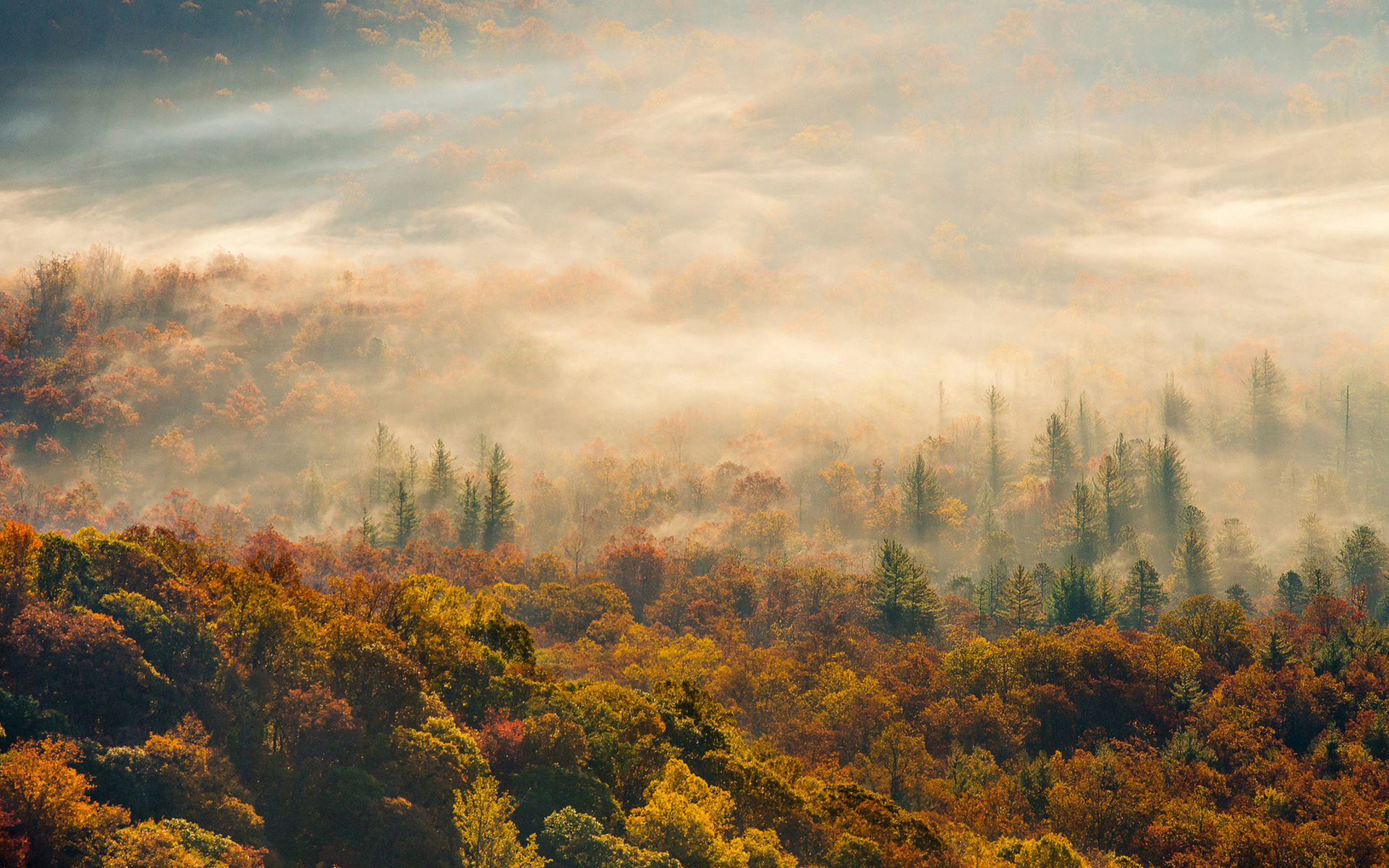 Nature Landscapes Hills Fog Mist Haze Trees Forest Color