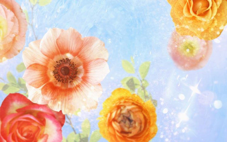 nature, Flowers HD Wallpaper Desktop Background