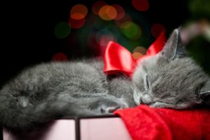 holidays, Christmas, Bow, Red, Animals, Cats, Kittens, Whiskers, Sleep, Cute