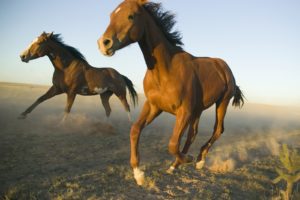 horses, New, Mexico