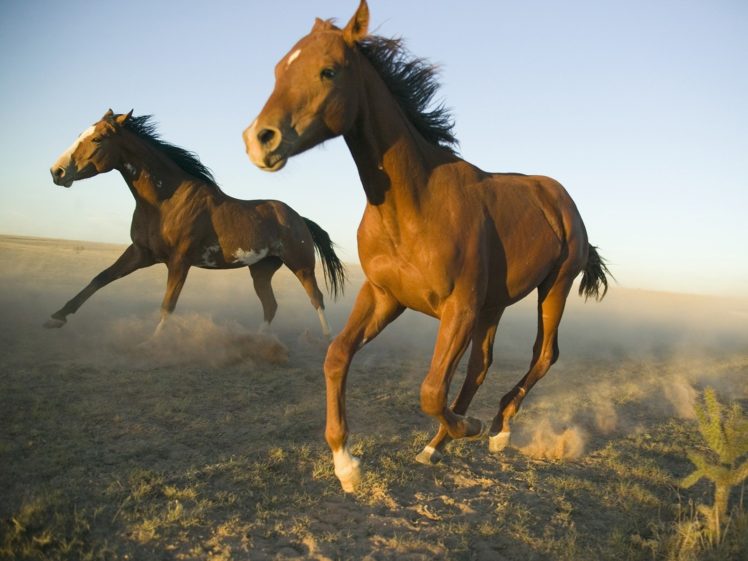 horses, New, Mexico HD Wallpaper Desktop Background