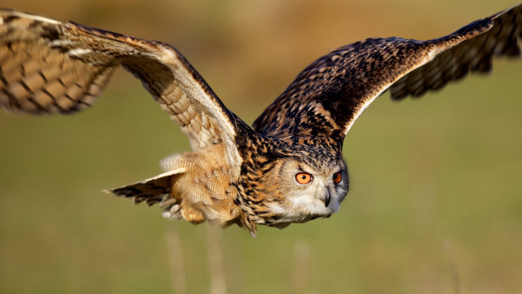 owls, Animals, Birds, Predator, Raptor, Flight, Fly, Feathers, Wings, Eyes, Face, Wildlife HD Wallpaper Desktop Background