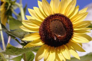 flowers, Insects, Bees, Sunflowers