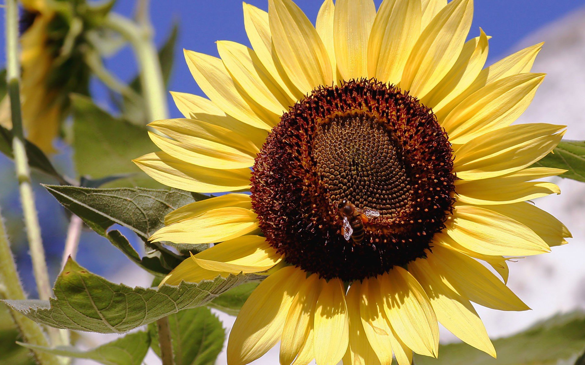 flowers, Insects, Bees, Sunflowers Wallpaper