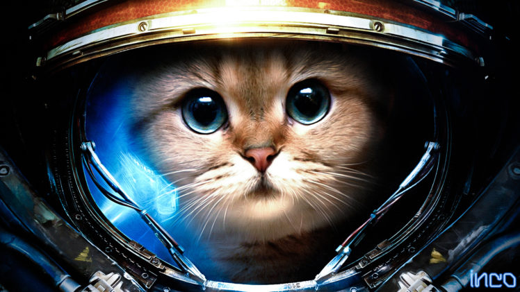 starcraft, Sci, Fi, Science, Fiction, Humor, Funny, Astronaut, Animals, Cats, Felines, Cute, Face, Eyes, Whiskers, Suit, Costume, Broken, Shatter, Crack, Artistic, Fur, Outer, Space HD Wallpaper Desktop Background