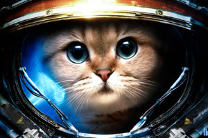 starcraft, Sci, Fi, Science, Fiction, Humor, Funny, Astronaut, Animals, Cats, Felines, Cute, Face, Eyes, Whiskers, Suit, Costume, Broken, Shatter, Crack, Artistic, Fur, Outer, Space