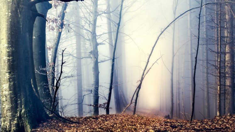 landscapes, Trees, Forests, Leaves, Fog HD Wallpaper Desktop Background