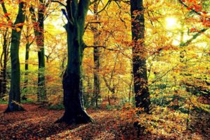 nature, Landscapes, Trees, Forests, Leaves, Trunk, Bark, Autumn, Fall, Seasons, Sunlight, Color, Bright