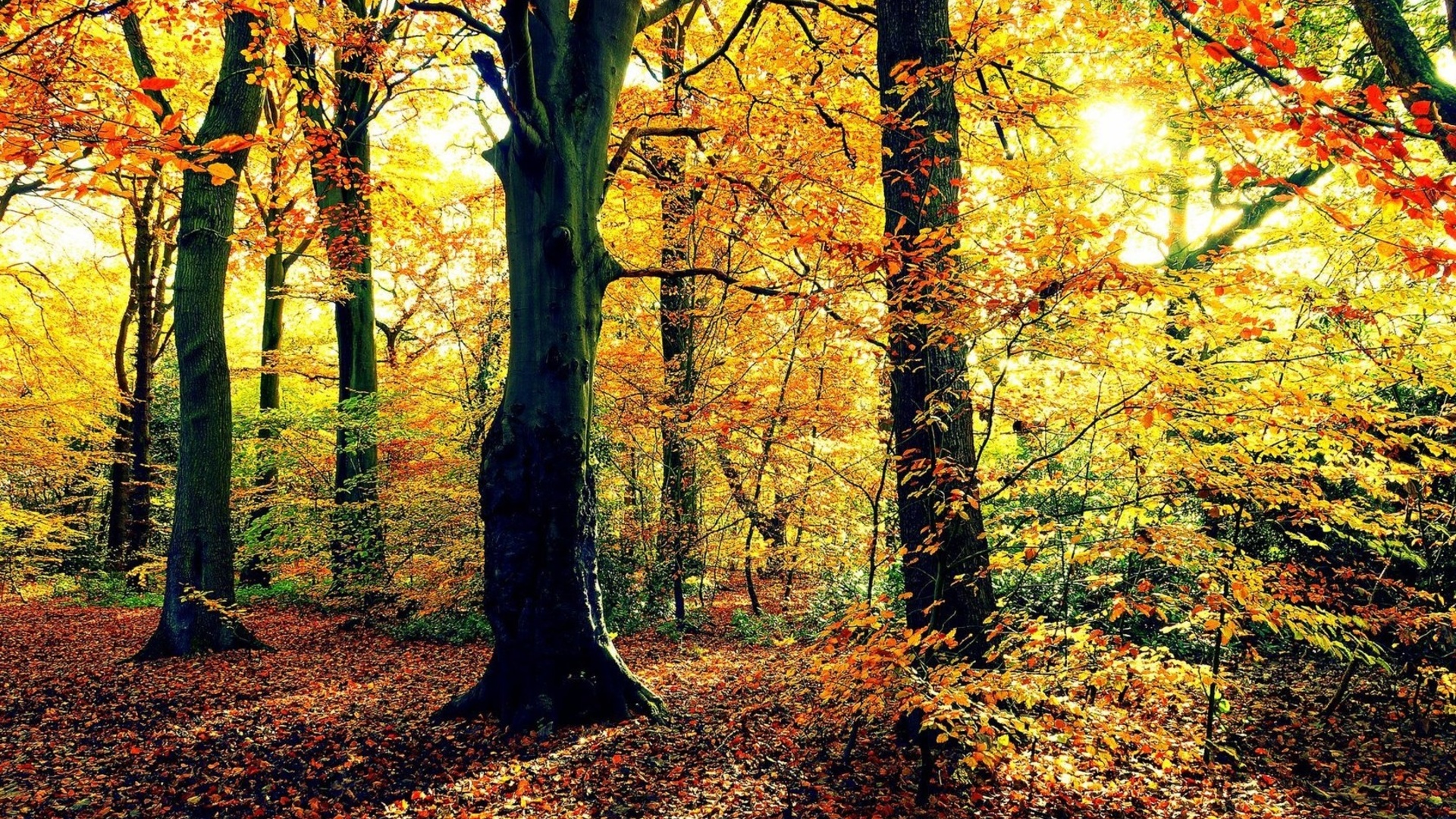 nature, Landscapes, Trees, Forests, Leaves, Trunk, Bark, Autumn, Fall, Seasons, Sunlight, Color, Bright Wallpaper