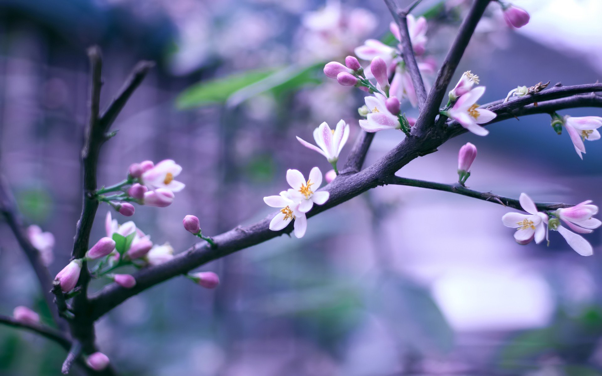 blossoms, Branches Wallpaper