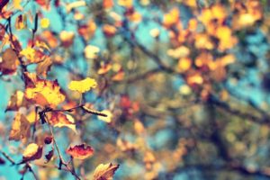nature, Trees, Autumn, Leaves