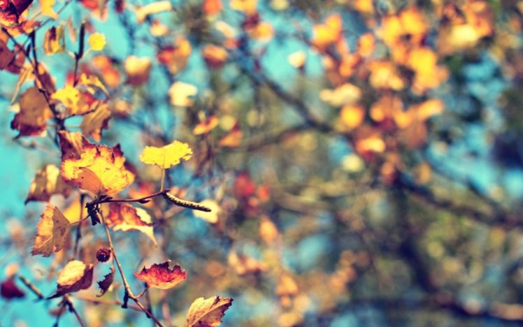 nature, Trees, Autumn, Leaves HD Wallpaper Desktop Background