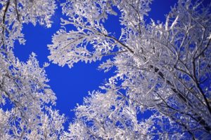 landscapes, Nature, Trees, Frost