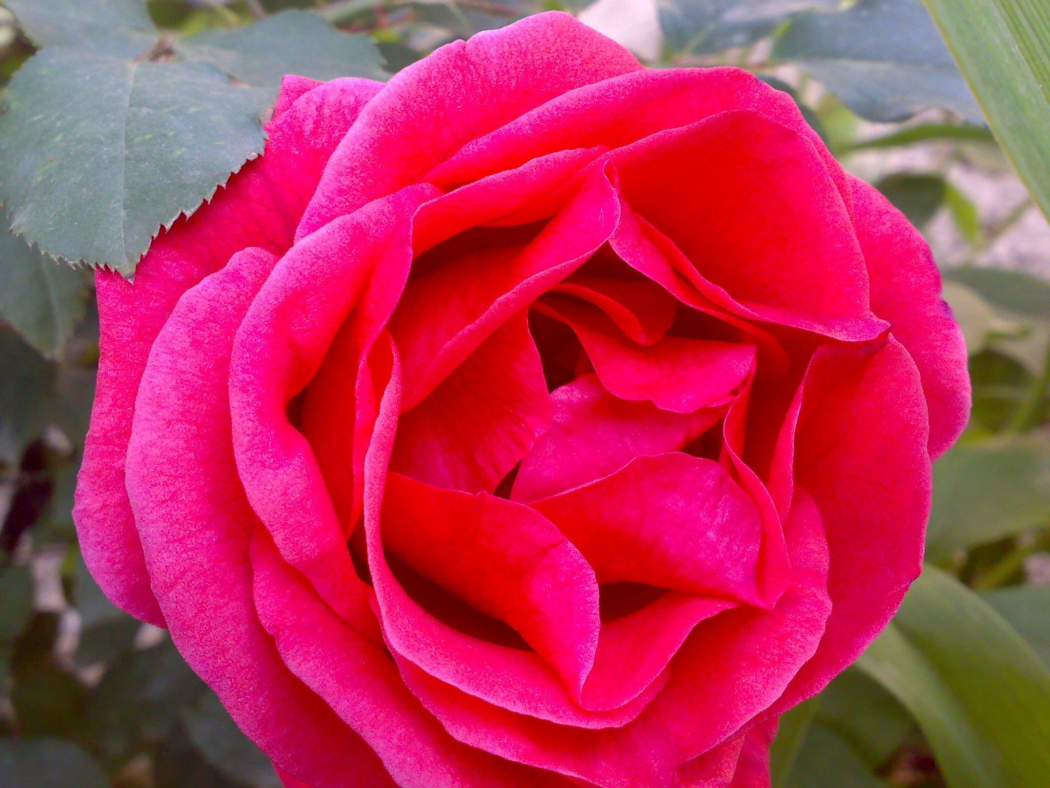 flowers Wallpaper