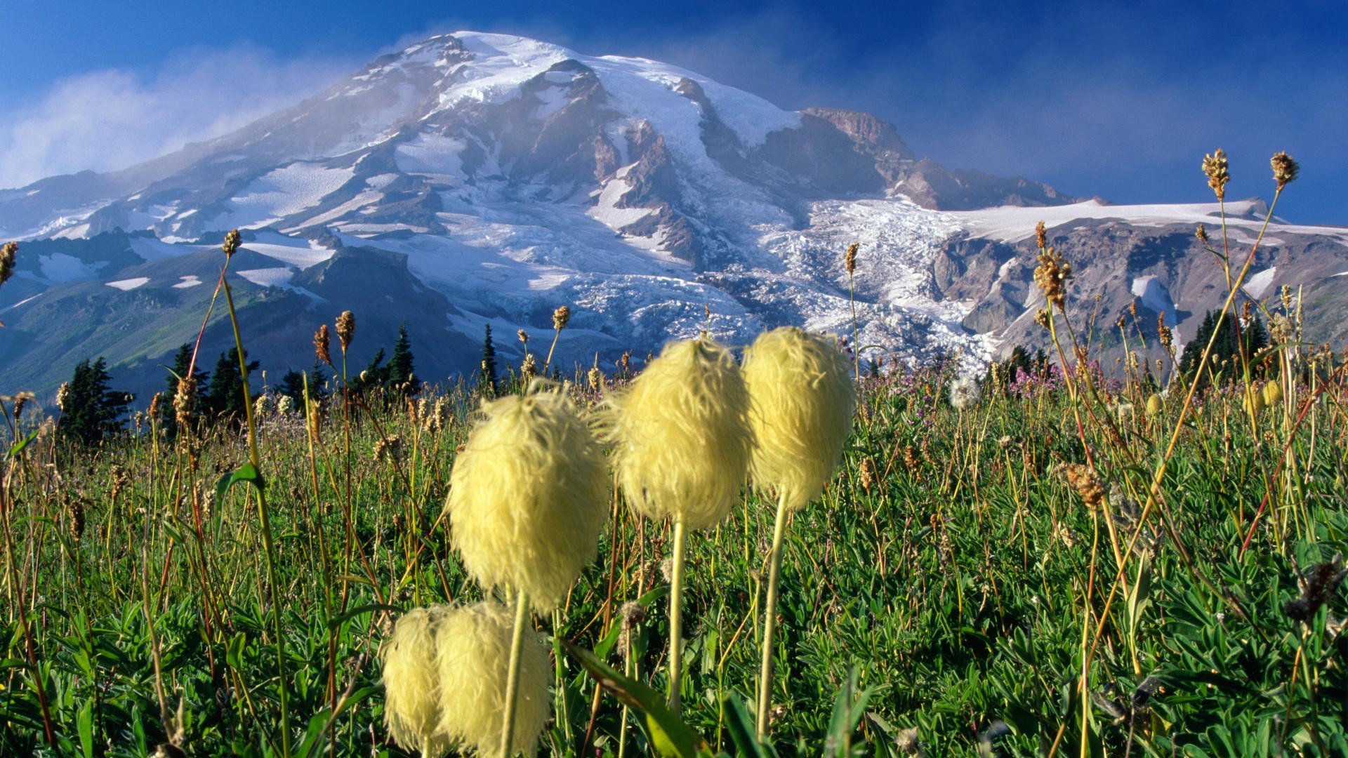 national, Park, Washington, Mount, Rainier Wallpaper