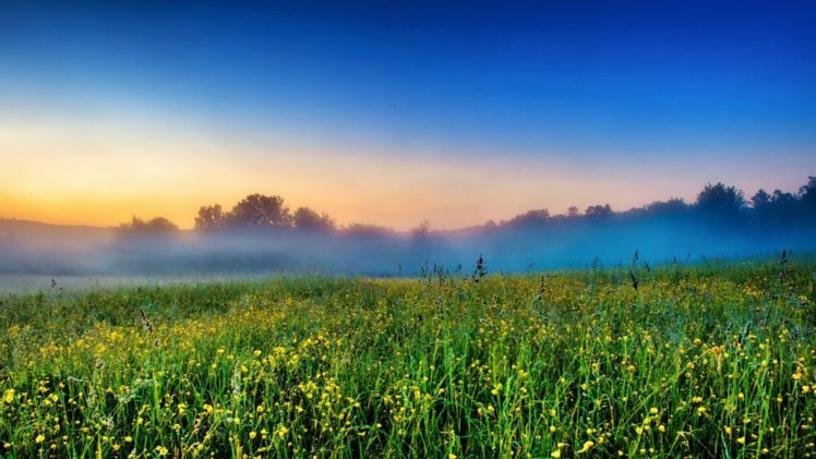 landscapes, Nature, Trees, Fog, Crops, Farms HD Wallpaper Desktop Background