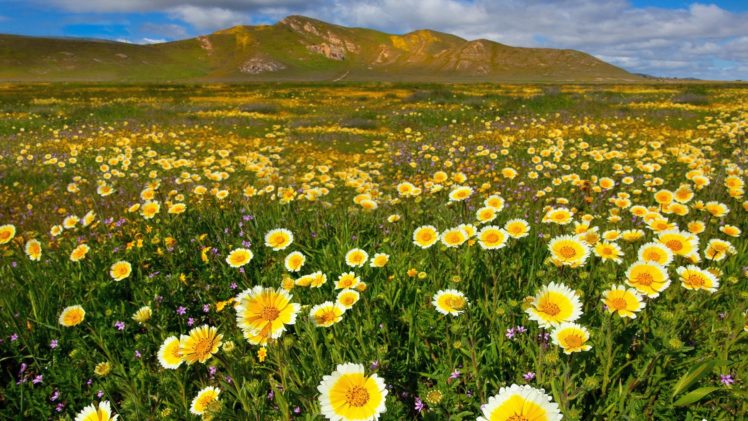 flowers, California, National, Buttercups HD Wallpaper Desktop Background
