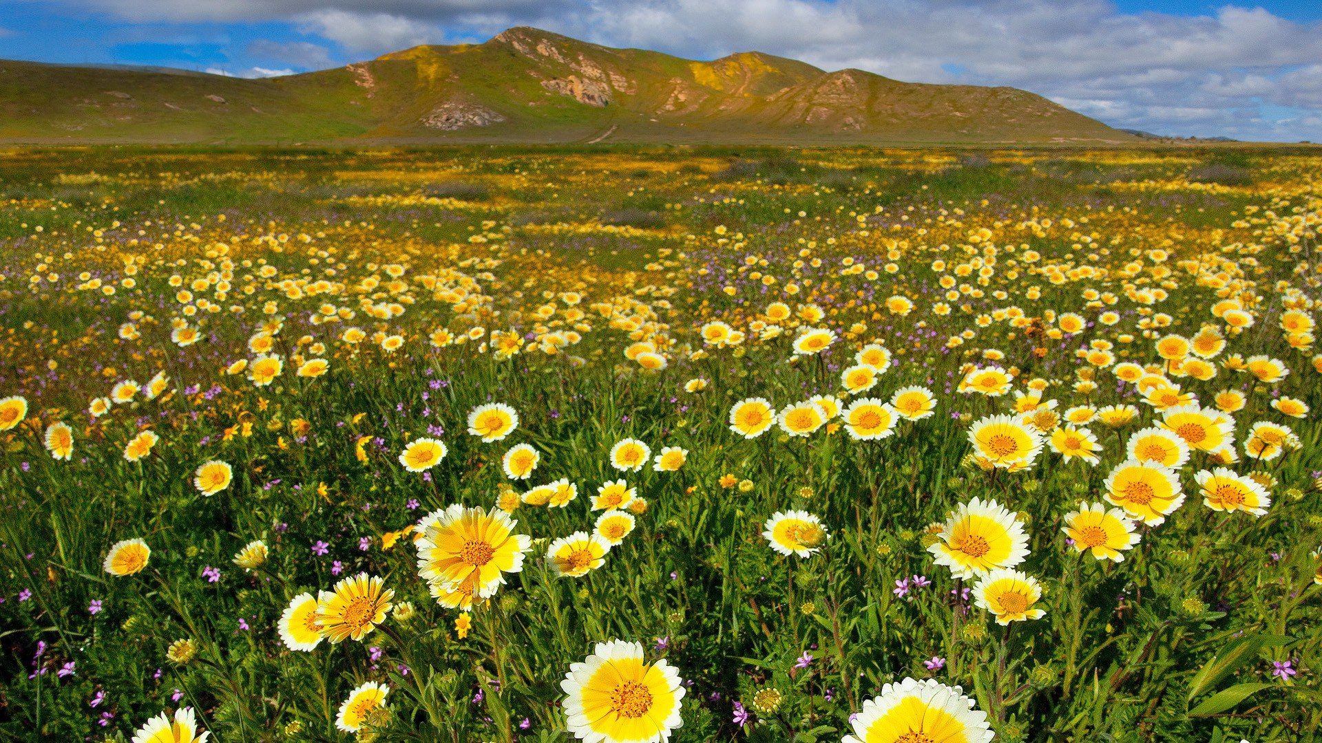 flowers, California, National, Buttercups Wallpaper