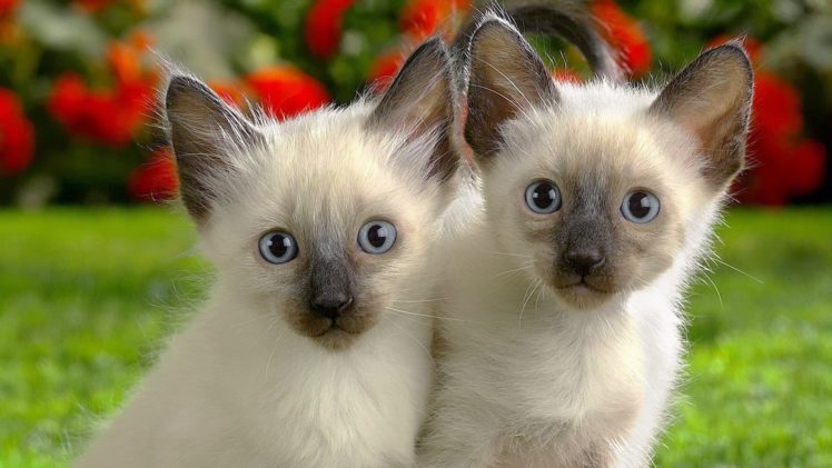 cats, Animals, Kittens, Siamese HD Wallpaper Desktop Background
