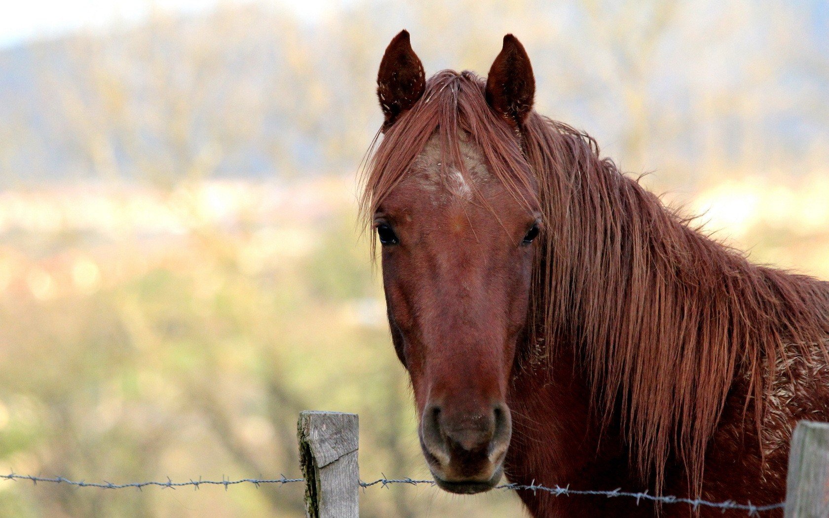 animals, Horses Wallpaper